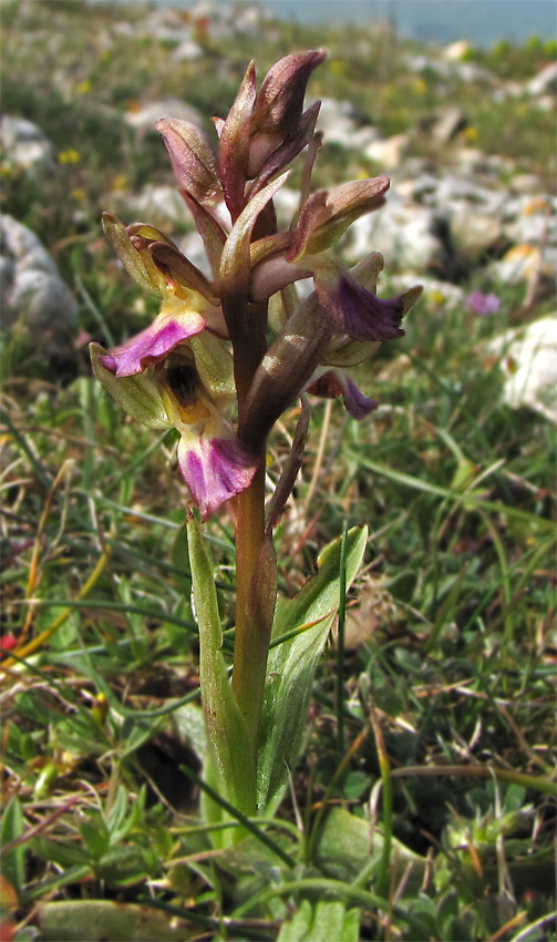 Orchidee Alta Murgia